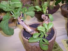 Image result for Cyphostemma barbosae