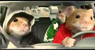 2012 Kia Soul Hamster Commercial Black Sheep Kia Hamsters Video Mp4 Kia Soul Kia Hamster