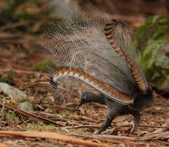 Bird That Sounds Like A Car Alarm Canada Superb Lyrebird Australian Native Animals Australian Native Birds Animals