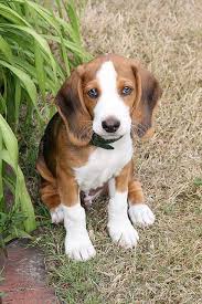 Teacup dogs are generally considered the smallest dog in a toy litter, usually weighing between 2 and 5 pounds. Pin On Deutsche Bracke