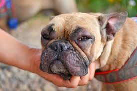 French bulldogs are commonly bred for their appearance, with a flat, smushed in face and a short, stocky appearance being desirable. What To Do If Your Dog S Face Is Swollen