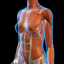 Muscles » the muscles of the chest. Female Chest And Abdomen Muscles On Black Background Human Woman Stock Photo 200635062