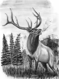 Pin By Sherri Rodriguez On For Pta Elk Drawing Elk Pictures Elk Tattoo
