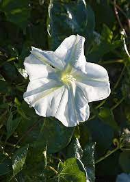 Morning Glory Everglades Florida Flowers Flowering Trees River Of Grass