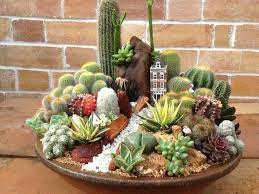 Here are nine varieties, including fishbone cactus, ox tongue, and donkey tail. Cactus Flower Crossword Clue Ranunculus Succulents Plants Succulents Diy