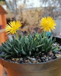 Image result for Hereroa glenensis