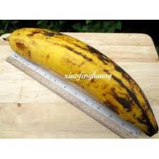 Pisang tanduk or horn plantain is my second choice if you see a banana that is slightly curved, quite long, and looks like a rhinoceros horn, then you have seen a pisang tanduk. Anak Pokok Pisang Tanduk Shopee Malaysia