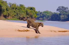 El jaguar animales naturaleza salvaje. Datos Sobre El Jaguar En Mexico Y En America Matador Network