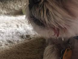 Maybe you would like to learn more about one of these? Vista Pet Hospital 10 Photos 111 Reviews Veterinarians 8855 Sw Canyon Ln Portland Or United States Phone Number