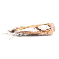 Image result for Catoptria pinella
