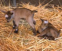 Abandoned Newborn Goat Care How To Care For Newborn Goats