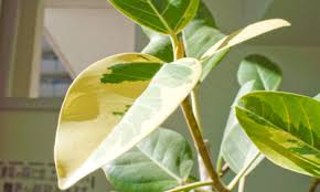 アルテシマの葉の色 Plants Ni Moe 植物に萌え