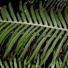 Image result for Blechnum attenuatum