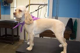 Cocker Haircuts Cocker Spaniel Grooming Cocker Spaniel Puppies Cocker Spaniel Haircut
