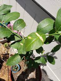 Leaves of a healthy tree have a reddish appearance initially and turn dark and light green as the tree matures. What Is This Giant Yellow Brown Spots On The Leaves Of A Meyer Lemon I Just Bought From A Local Walmart In Ca Citrus