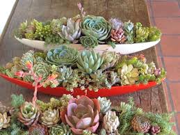 5 Easy Care Mini Succulent Garden Ideas World Of Succulents Indoor Succulent Planter Diy Succulents Centerpiece Succulent Centerpieces