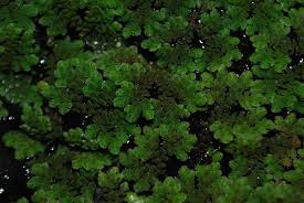 Image result for Salviniaceae