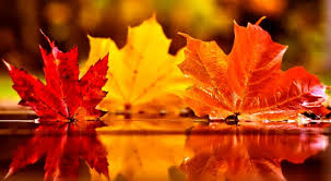 Paisajes hermosos del mundo actualizó su foto de portada. Autumn Leaves Water Image Fotos De Portada De Facebook Portadas Para Facebook Fotos De Portada