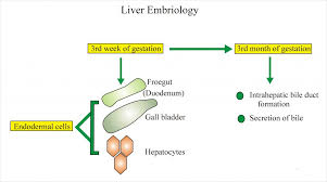 The liver also has two minor lobes, the quadrate lobe and the caudate lobe. Liver Anatomy Labpedia Net