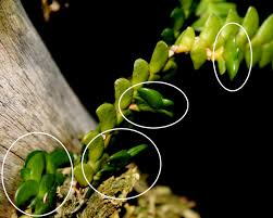 Image result for Angraecum distichum