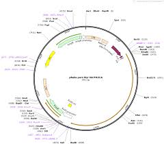 Maybe you would like to learn more about one of these? Addgene Pbabe Puro Myr Ha Pik3ca