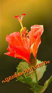 Pin By Eron On Good Morning Malayalam Flowers Photography Wallpaper Nature Flowers Hibiscus