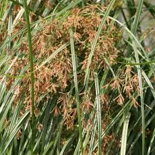 Image result for Cyperus longus