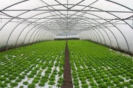 Proiect Model Pentru O Sera De Legume Prin Fonduri Europene Pndr Cultiva Profitabil