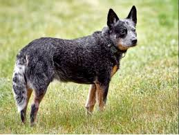 Check spelling or type a new query. A Guide To Australian Cattle Dog Coat Colors Pethelpful
