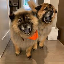 I understand why people like dogs, and i think they definitely bring more to the table than cats or those godforsaken ferrets, but i don't. Facebook