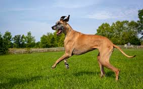 Maybe you would like to learn more about one of these? 10 Common Pet Health Problems And How Much They Cost Cbs News