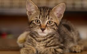 Indir Duvar Kagidi Amerikan Form Kedi Minik Kedi Sevimli Hayvanlar Kediler Gri Gozlu Cozunurluge Sahip Monitor 2880x1800 Masaustunde Resimleri