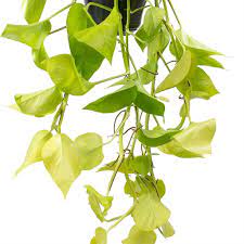 Epipremnum Aureum Neon Golden Neon Pothos Neon Pothos Plants Hanging Plants