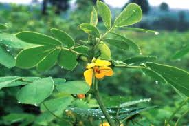 Image result for Senna obtusifolia