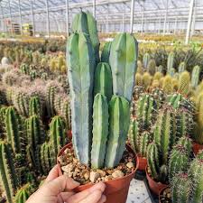 Image result for Myrtillocactus geometrizans
