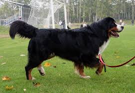 A small family farm in love with the bernese mountain dog breed. Bernese Mountain Dog Wikiwand