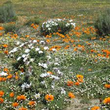 Image result for Gazania krebsiana