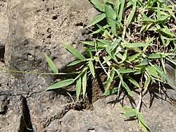 Image result for Digitaria remotigluma