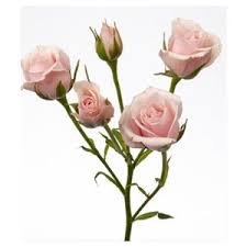 Soft Pink Folies Spray Rose For Cake Spray Roses Pink Rose Flower Flower Identification