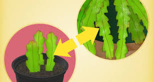 Named because of the time of year it flowers, it's a popular plant for indoor gardeners. How To Make An Easter Cactus Bloom With Pictures Wikihow