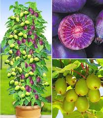 Duo Kiwi Turm Kollektion 2 1 Pflanzen Pflanzen Kiwi Pflanzen Garten Pflanzen