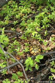 Reptiles Of Michigan Michigan S Snakes Blue Racer Coluber Constrictor Foxii One Of Our Largest Snake Species The Blue Ra Largest Snake Reptiles Planting Roses