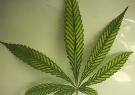 Leaf surface temperature (lst) in hydroponic growing; Magnesium Deficiency In Cannabis Plants How To Spot It And What To Do Sensi Seeds