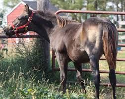 Buckskin and roan are synonymous, and they have mutual synonyms. 2020 Aqha Smutty Buckskin Roan High Foundation