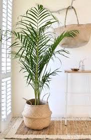 Decoracion con plantasplantas de interior | plantas decorativas para interiores 2019.las mejores plantas y jardines de interior. Scandinavian Plants Plantas Interior Decoracion Plantas De Interior Plantas Para Decorar