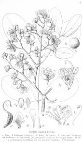 Image result for Berlinia grandiflora