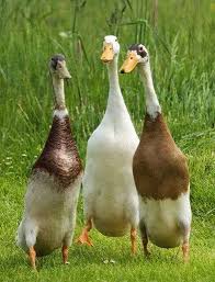 • introduction to ducks • black runner • black swedish • blue runner • blue swedish • buff • cayuga • chocolate runner • duclair • fawn and white runner • jumbo pekin. Indian Runner Ducks Wonderful For Eggs And Insect Control