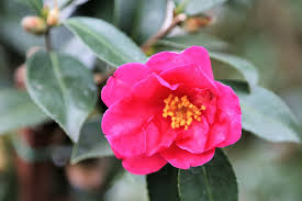 » view all varieties of camellias. Camellias That Shine In Winter Finegardening