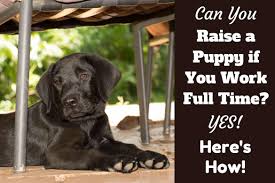 We did not find results for: What To Do With Puppy While At Work On A Full Time Job It S Not Impossible