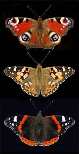 Black And White Insect With Wings Uk Butterflies Butterfly Butterfly Art Beautiful Butterflies